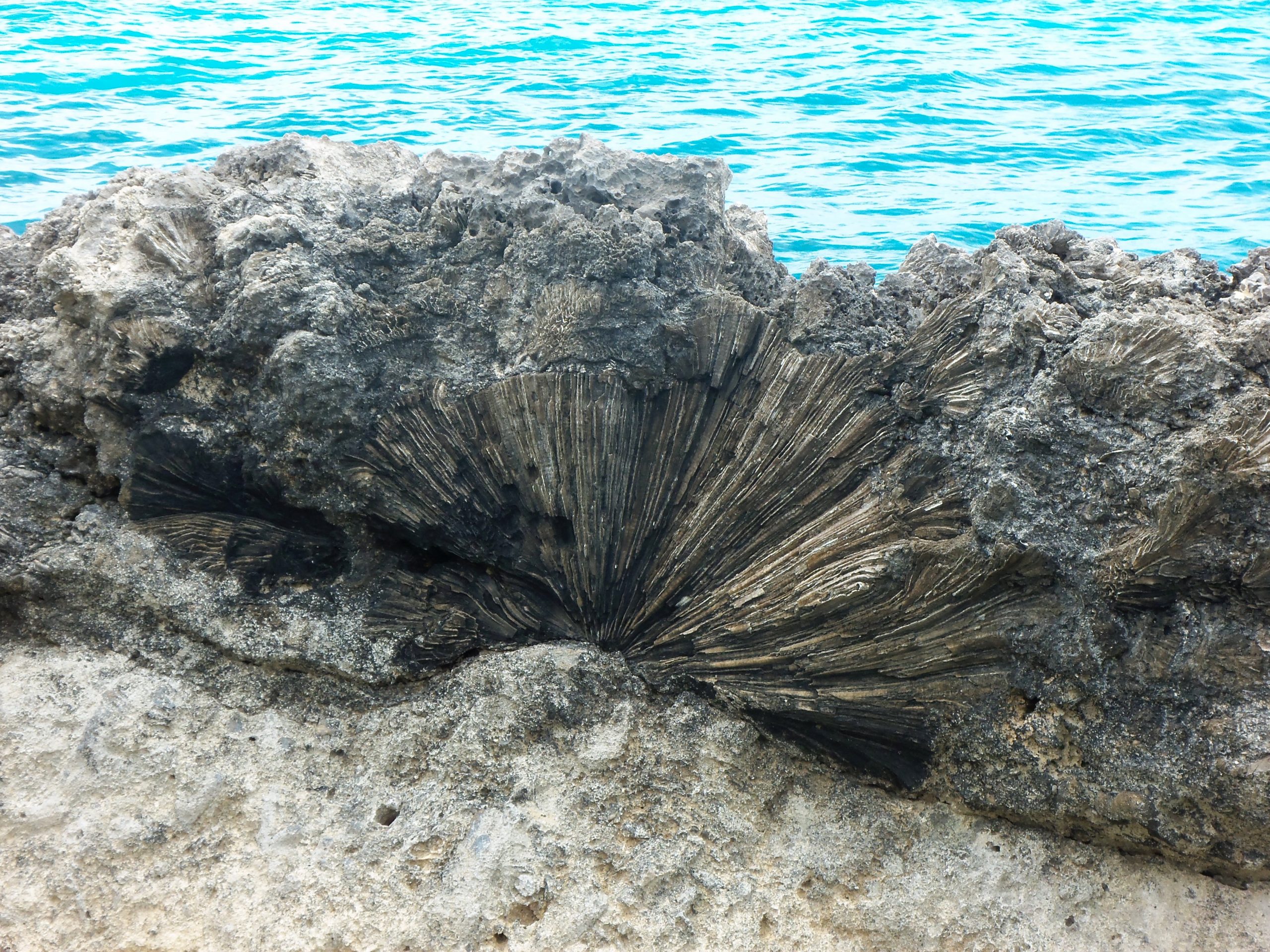 Photograph of a fossilized coral reef exposed in the Bahamas.