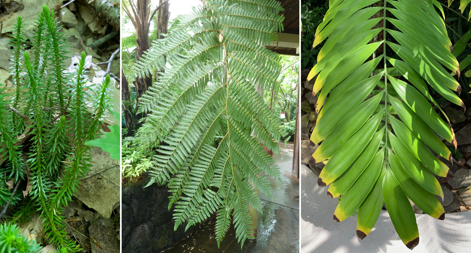 3-panel photo figure. Panel 1: Shining firmoss plant with small triangular leaves. Panel 2: Portion of a highly complex tree fern leaf. Panel 3: Portion of a once-pinnately compound cycad leaf.