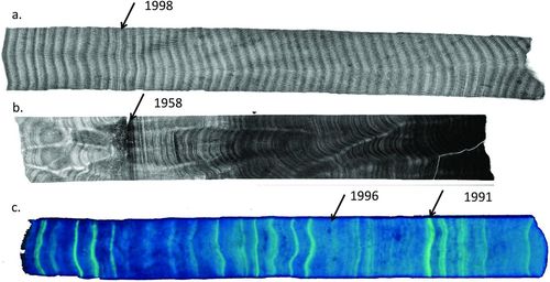 Photographs of cores taken through living corals, showing annual growth bands.