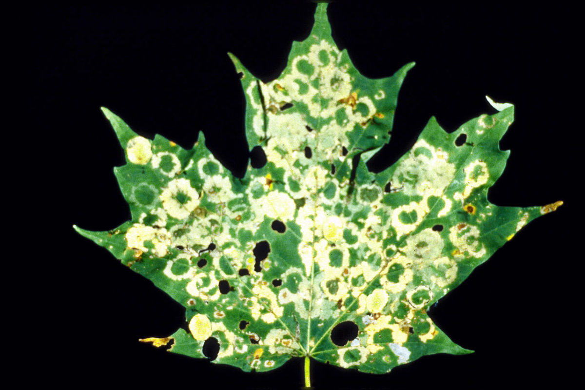 Oak leaf with insect damage