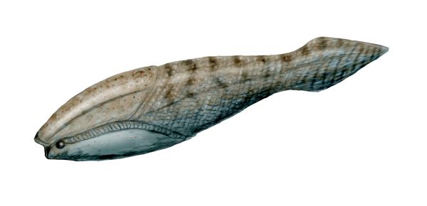 Image showing a reconstruction of the Ordovician pteraspidomorph (Arandaspida) Arandaspis prionotolepis.