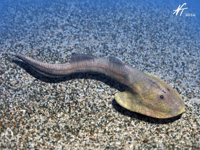 Image showing a reconstruction of the Early Devonian osteostracan Hemicyclaspis murchisoni.