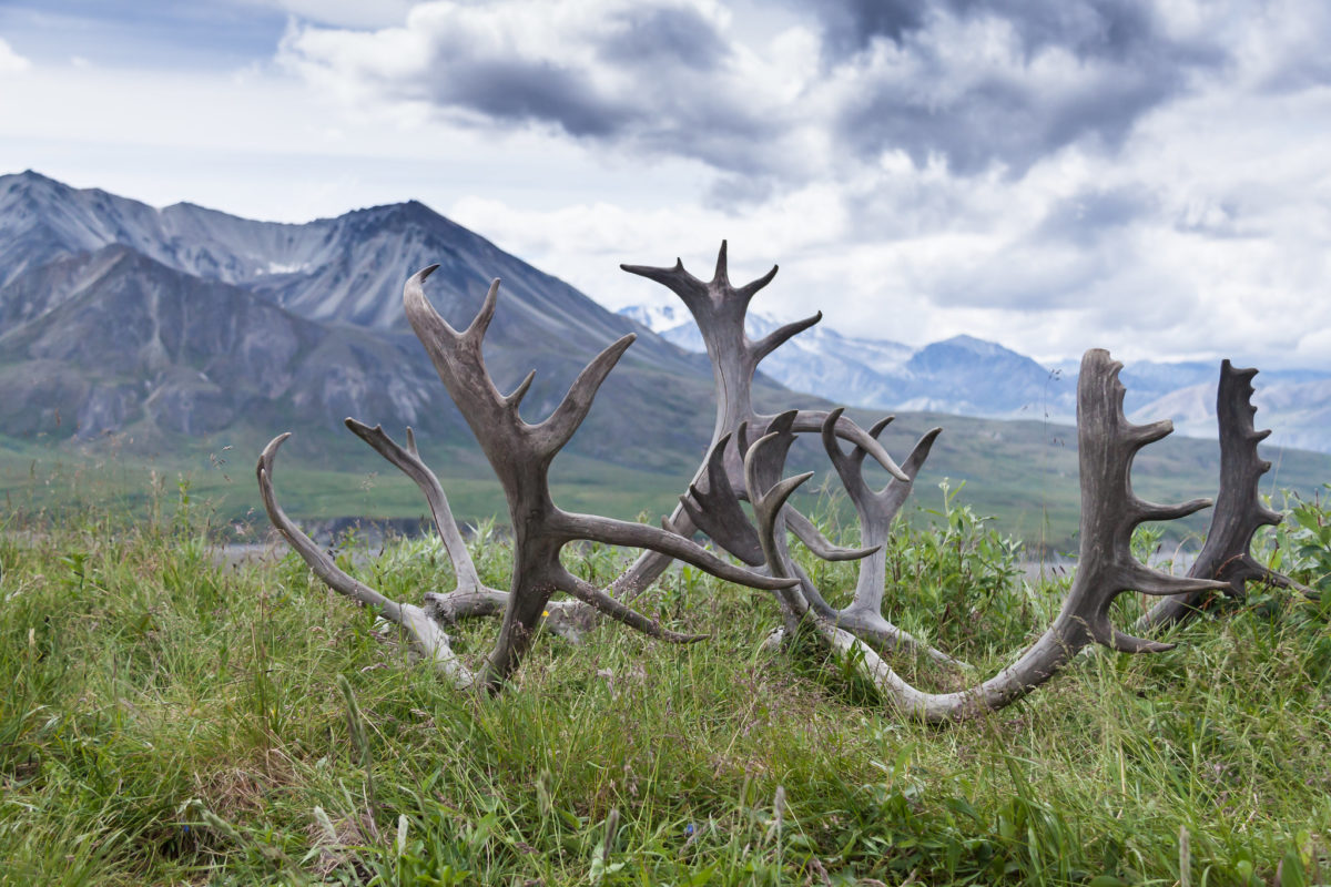 Caribou antlers in Denali National Park