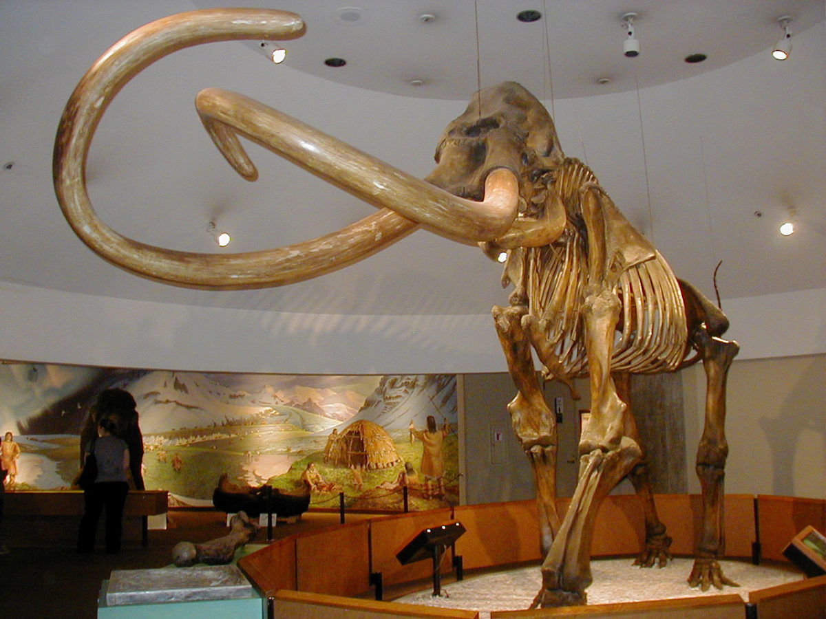 Mammoth fossil with large tusks on display in a museum