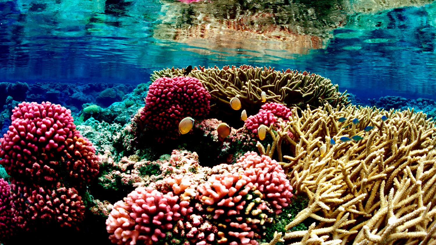 Photograph of a modern coral reef ecosystem.