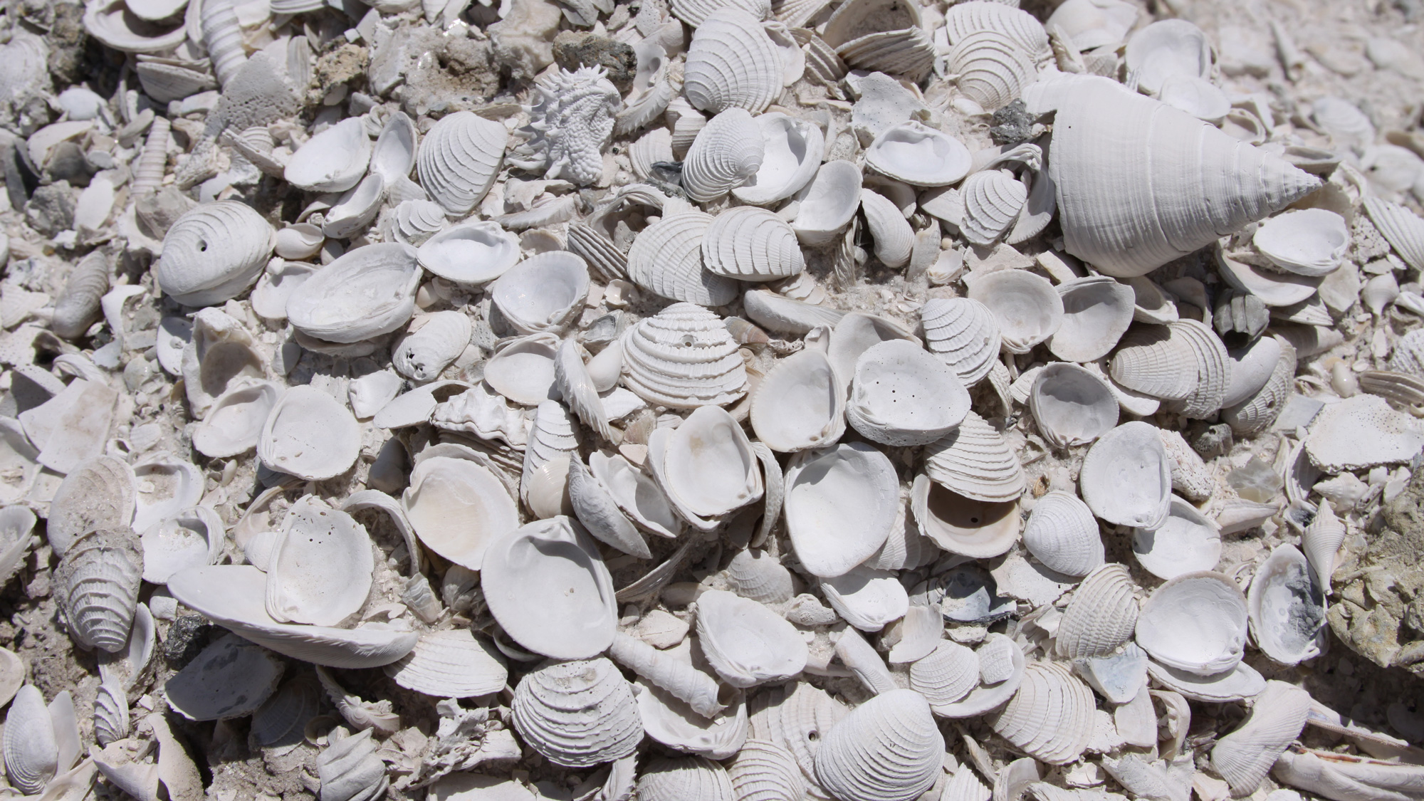 Photograph of disarticulated bivalve fossils in southern Florida.