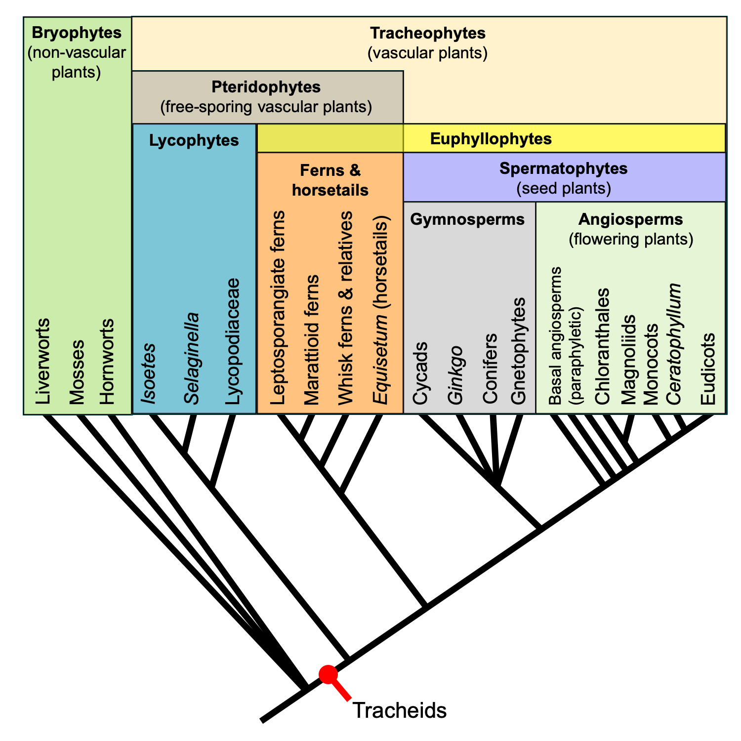 vascular plant cladogram