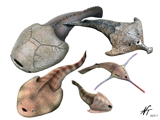 Image showing reconstructions of different types of galeaspids.