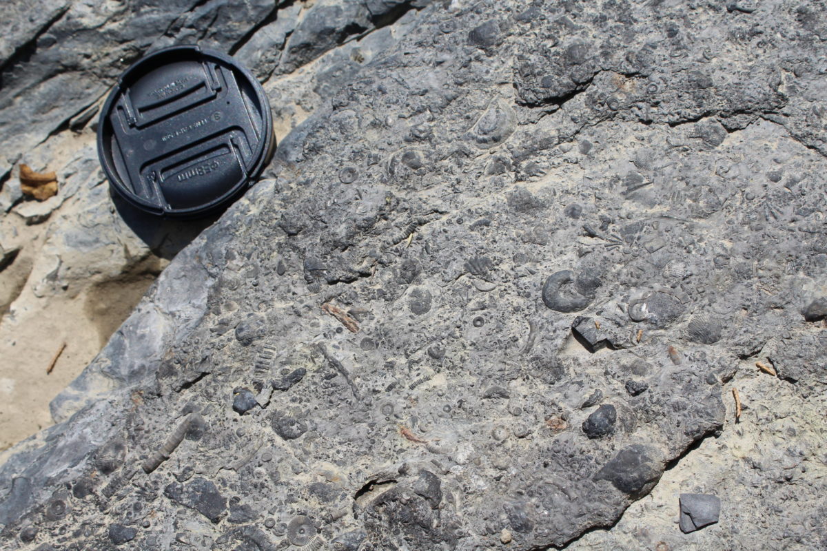 Crinoid, brachiopod, and molluscan fossils from the Devonian of upstate New York