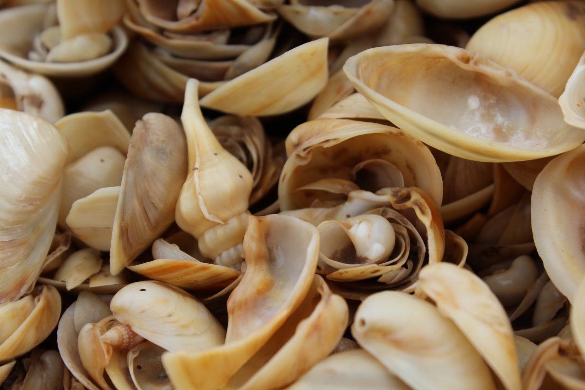 clam and snail sea shells