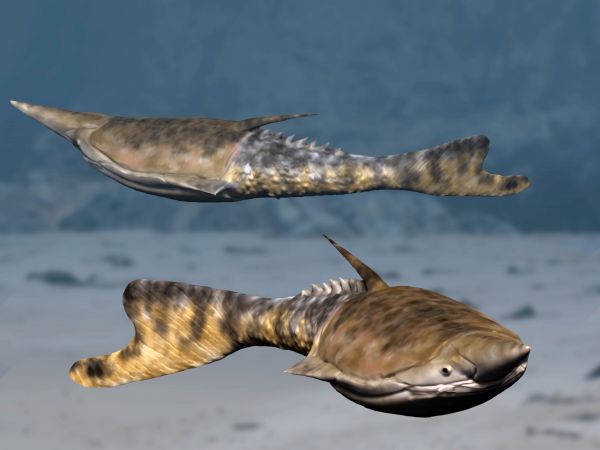 Image showing a reconstruction of the Early Devonian fish Pteraspis stensioei.