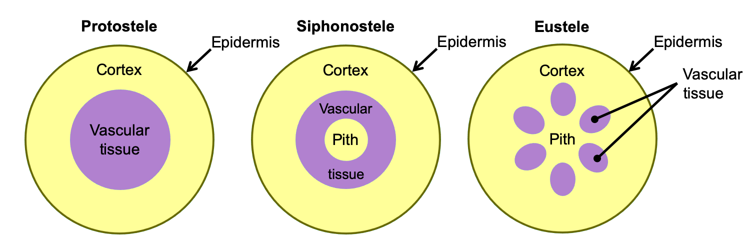 Diagrams showing arrangement of vascular tissue in axes (roots and shoots) with primary growth. All diagrams in transverse section. Left: Protostele, vascular tissue is a solid circle. Center: Siphonstele, vascualr tissue forms a ring around a pith. Right: Eustele, separate vascular bundles surround a pith.
