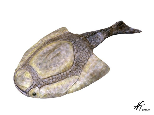 Image showing a reconstruction of the Middle Devonian heterostracan Psammolepis venyukovi.