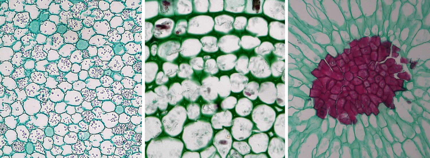 Vascular plant | Definition, Characteristics, Taxonomy, Examples, & Facts |  Britannica