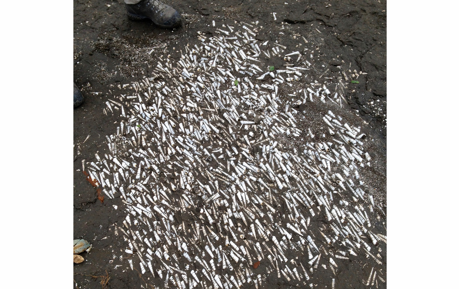 Specimens of Turritella snail fossils, most of which are uniformly oriented.