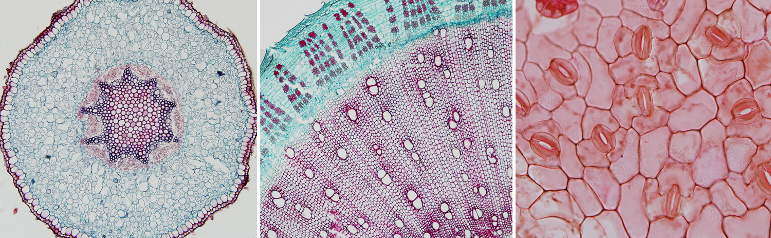 labeling primary growth structures ground tissue