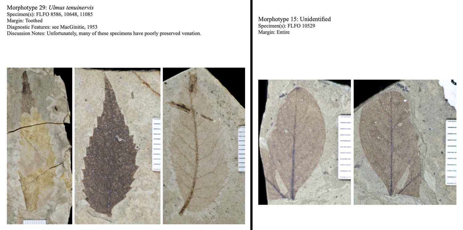 2-Panel figure of morphotypes from the Florissant flora of Colorado. Panel 1: Morphotype 1, Ulmus tenuinervis, simple leaves with teeth. Panel 2: Morphotype 15, unidentified, simple leaf with entire margin.