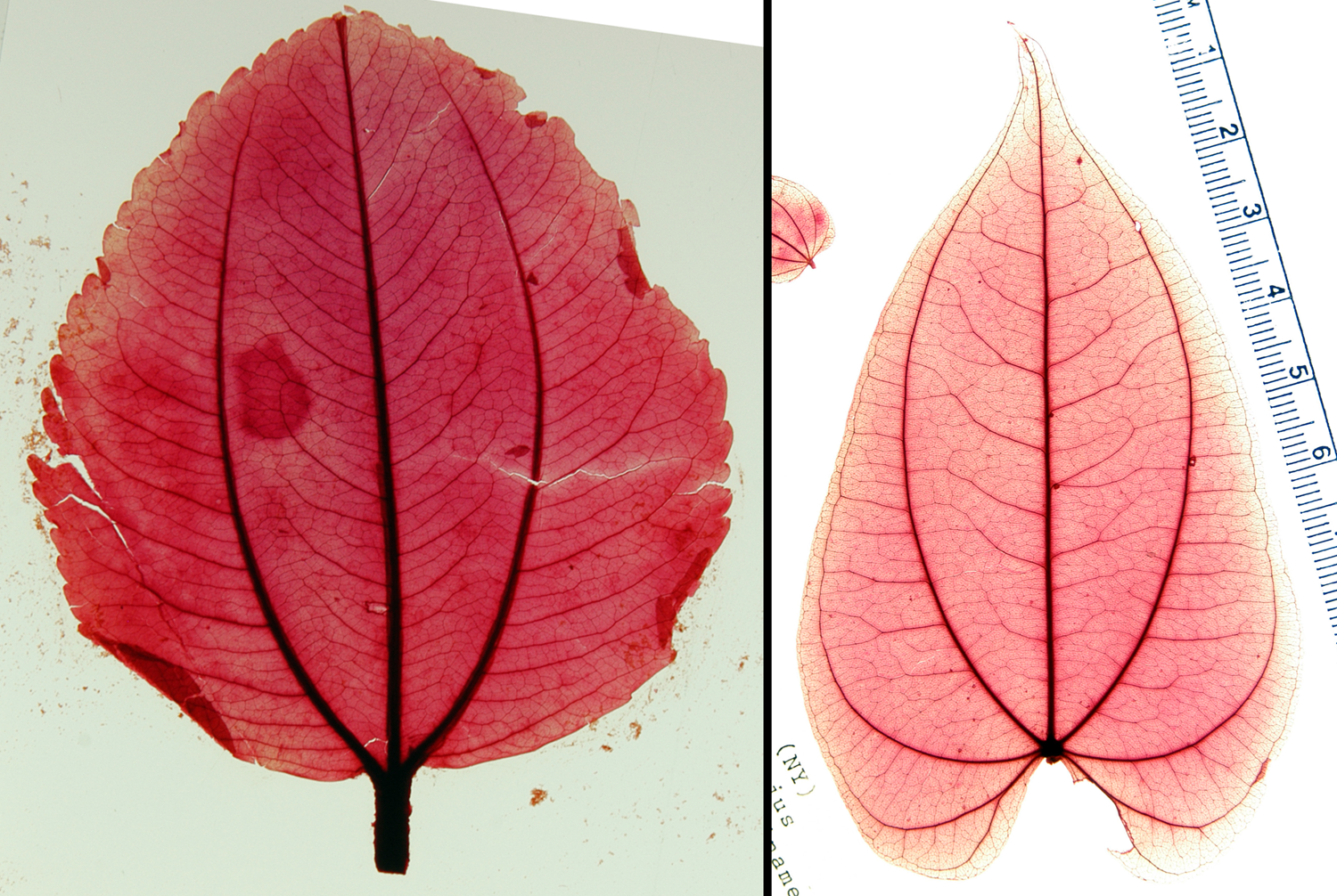 2-Panel photographic figure. Panel 1: Leaf of paliurus with three major veins emerging from the leaf base, the lateral veins curving outward and converging at the apex. Panel 2: Leaf of yam with major veins emerging from the base, the lateral veins curving toward the leaf base before converging toward the leaf apex.