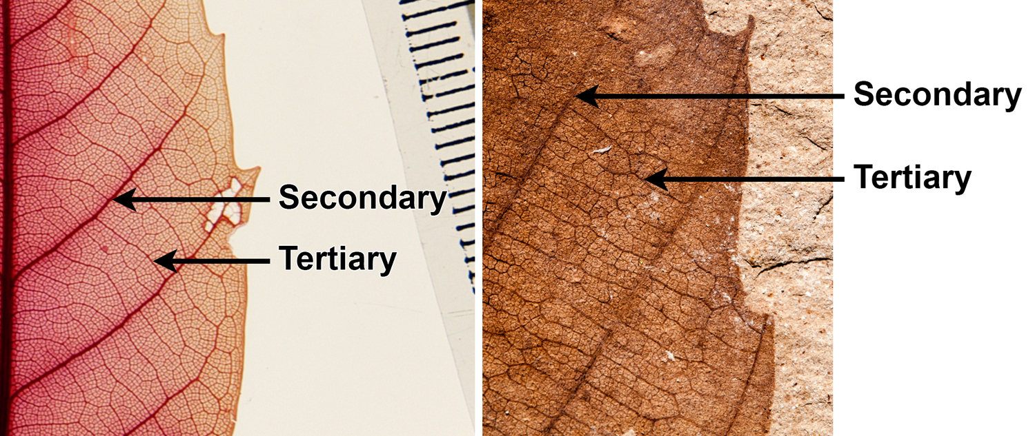 2-Panel figure of chinquapin leaves. Panel 1: Detail of cleared leaf with secondary and tertiary veins labeled. Panel 2. Detail of fossil leaf with secondary and tertiary veins labeled.