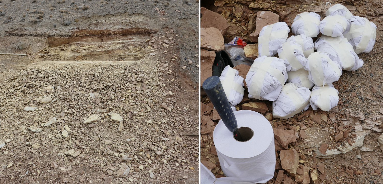 2-Panel photographic figure. Panel 1: Photo of a small quarry that was dug to recover fossil leaves. Panel 2: Fossils wrapped in toilet paper.
