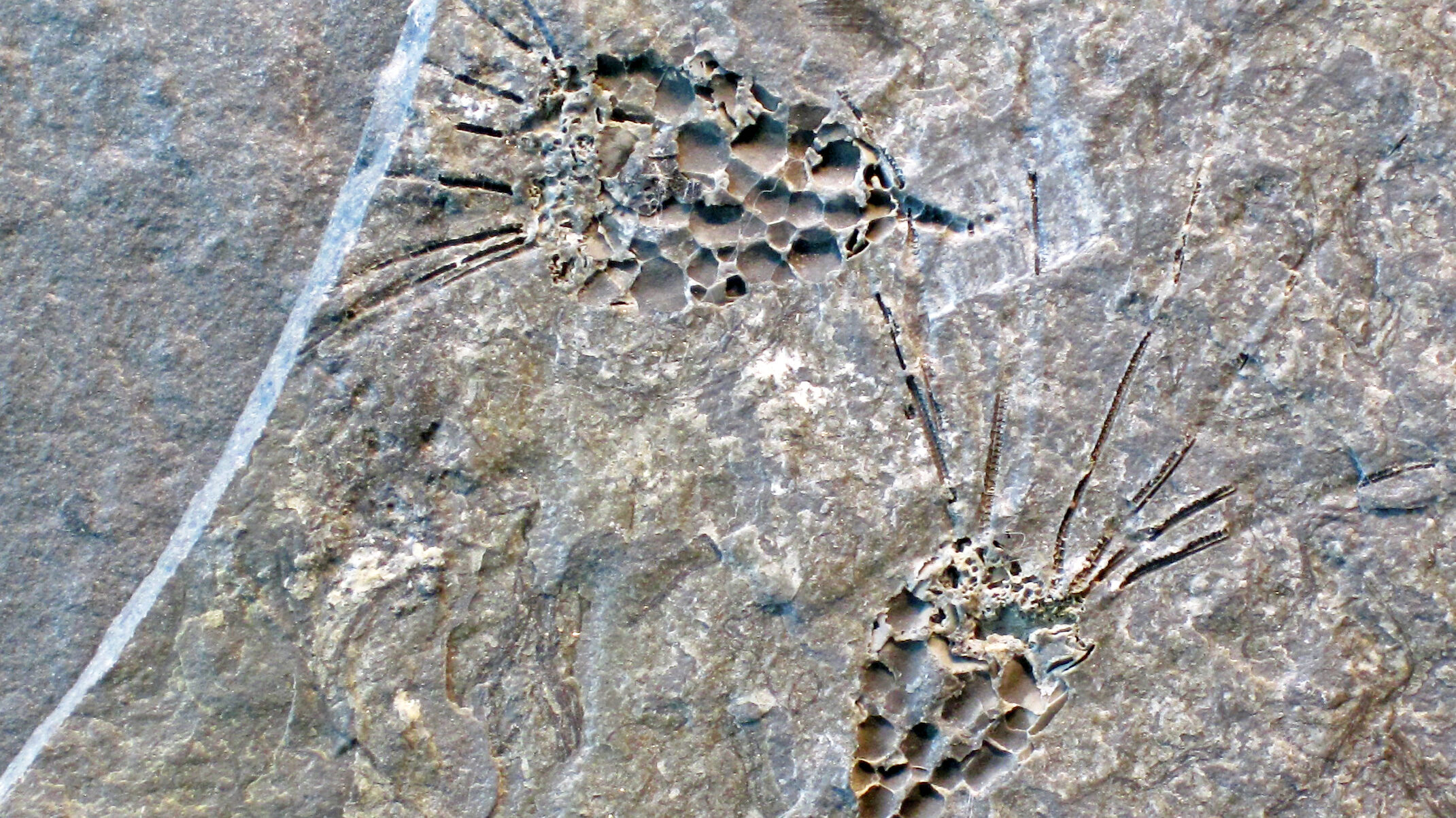 Exclusively Fossil Taxa Digital Atlas of Ancient Life