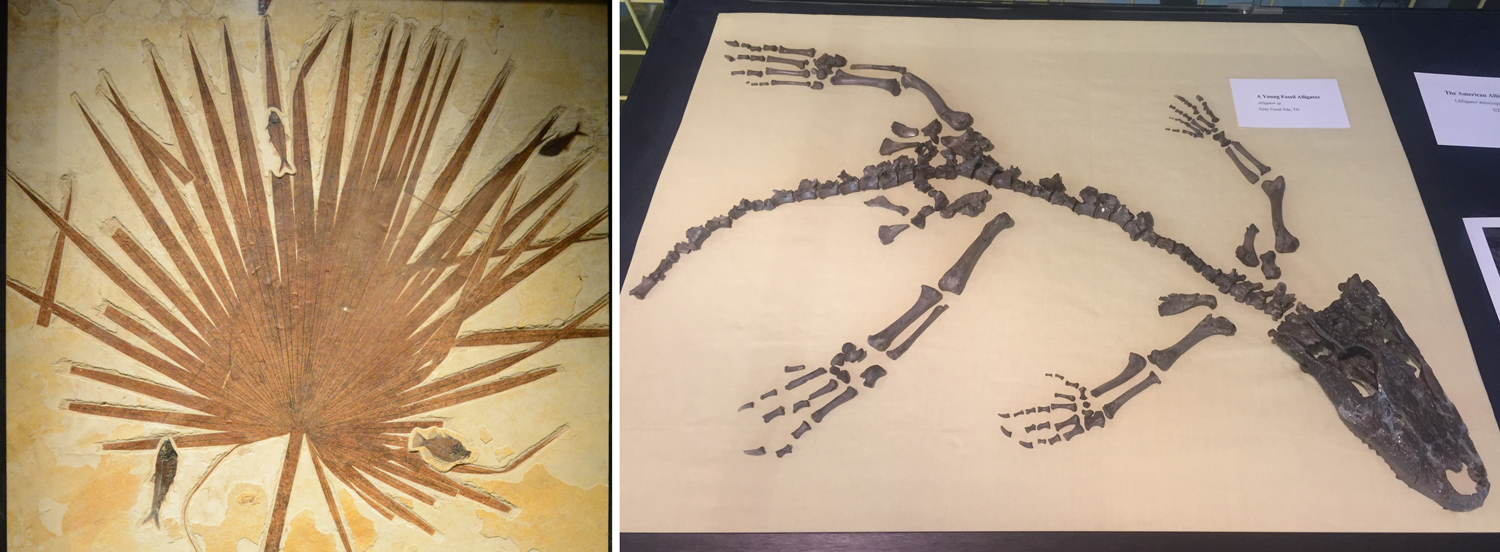 2-Panel photographic figure. Panel 1: Fossil palm leaf from the Eocene Green River Formation. Panel 2: Fossil juvenile alligator from the Pliocene Gray Fossil Site of Tennessee. 