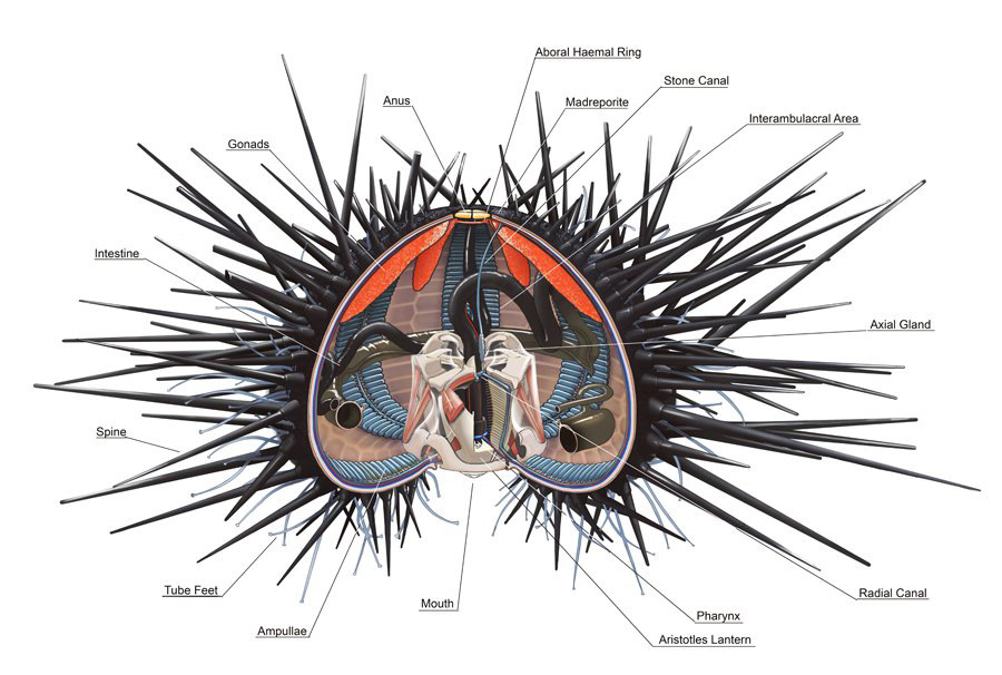 generalized sea urchin anatomy based on Arbacia