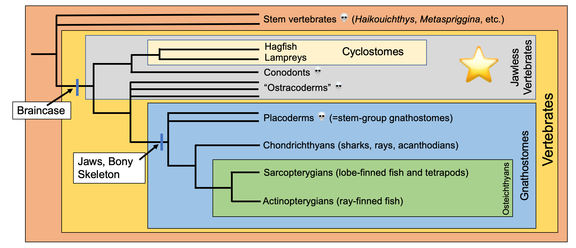 Image showing a simplified overview of vertebrate phylogeny.