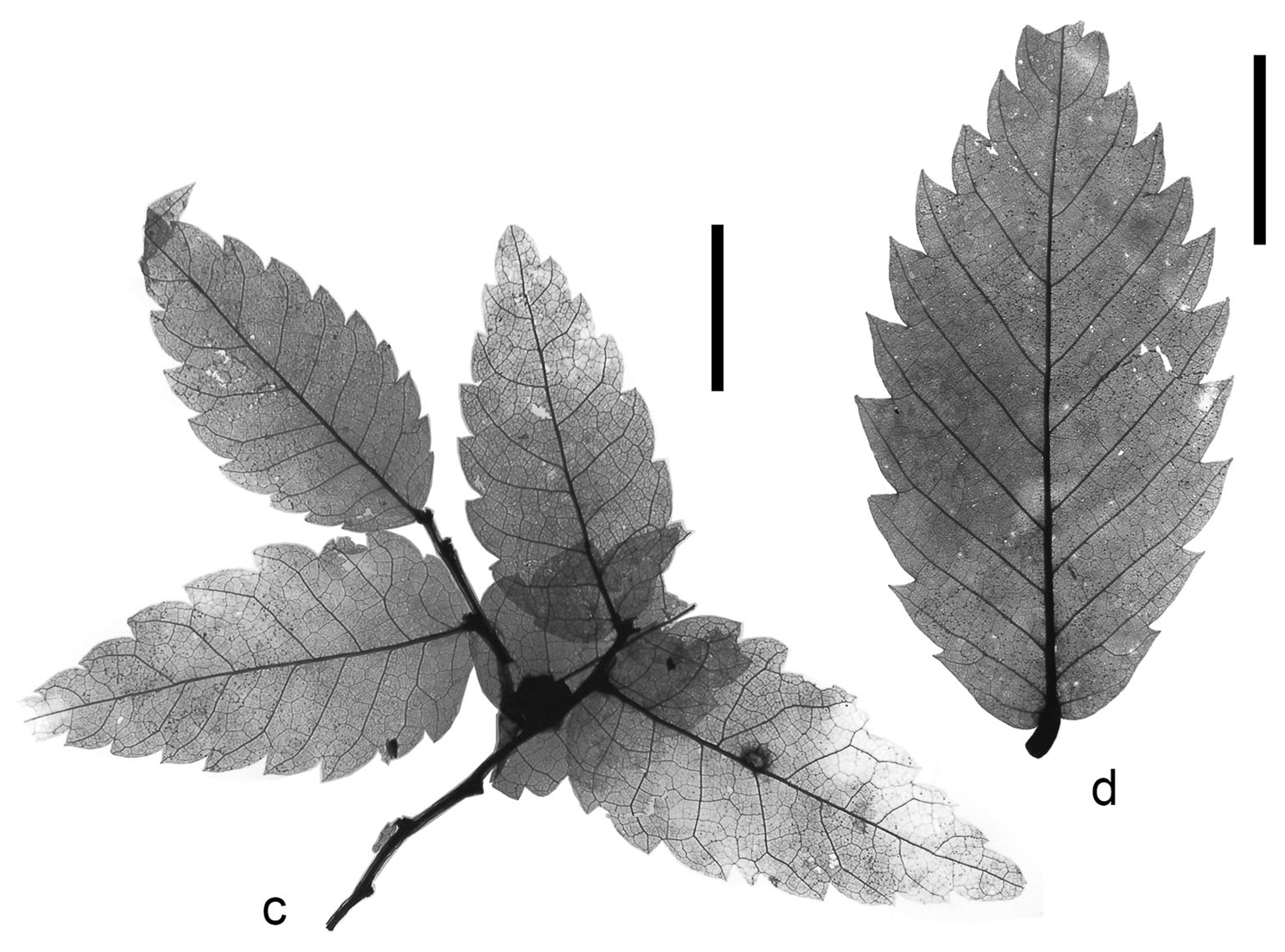 Image of mummified zelkova leaves showing a specimen of simple leaves on a branch and a single simple leaf.