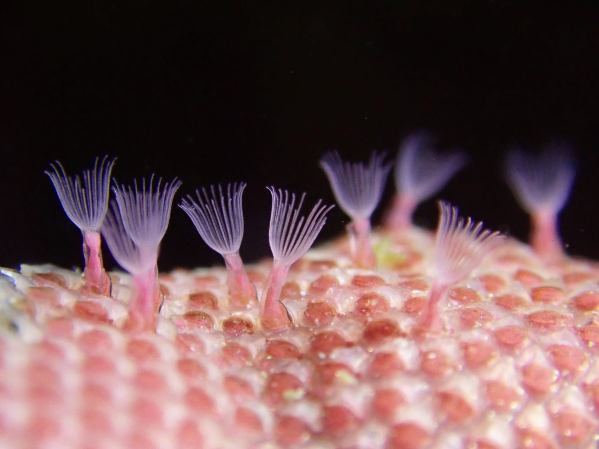 bryozoans filter feeding