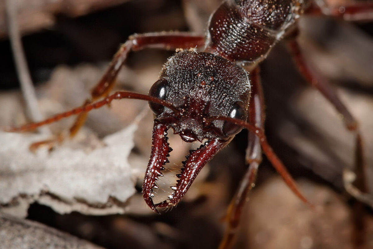 mandibles of a bull ant