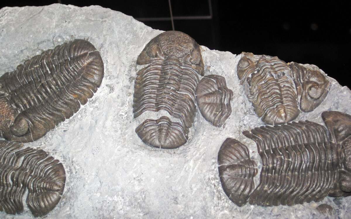 trilobite fossils, Phacops rana