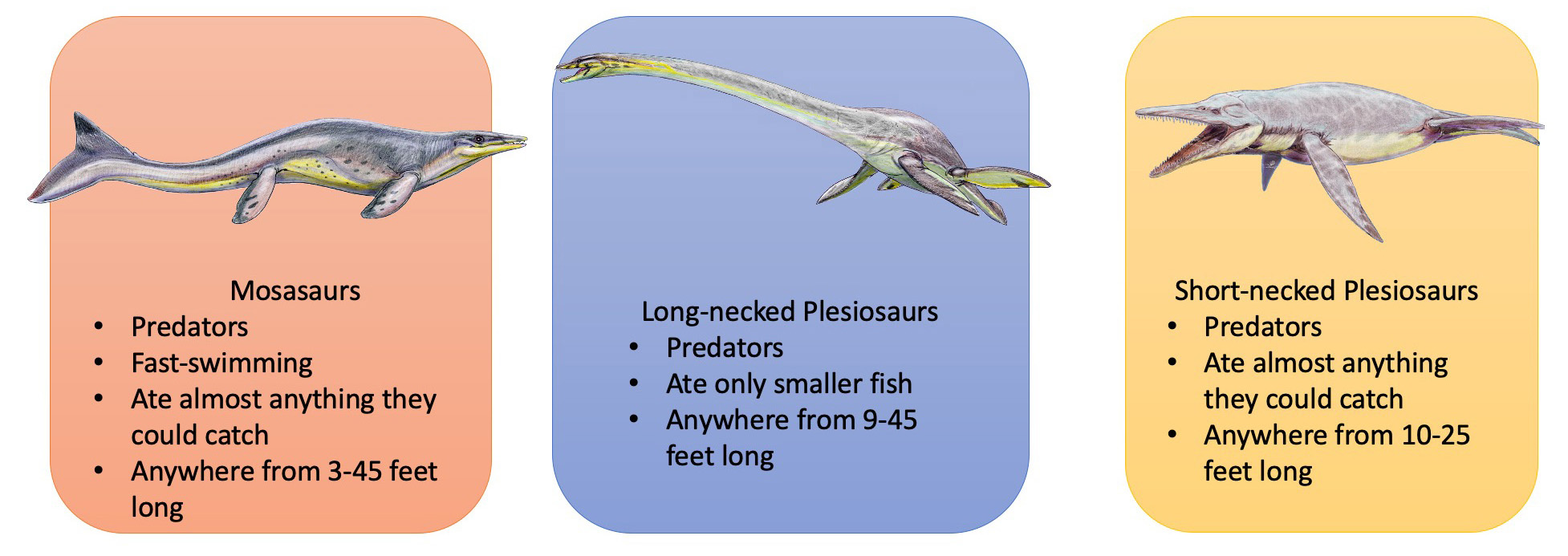 Examples of animals from the Western Interior Seaway, including mosasaurs and long- and short-necked plesiosaurs