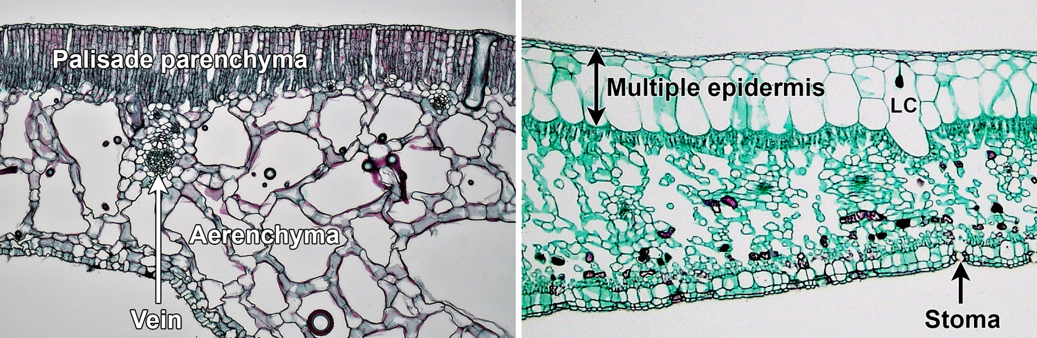 2-Panel photo figure. Panel 1: Cross-section of a water lily leaf, showing aerenchyma with large intercellular spaces. Panel 2: Cross-section of a fig leaf, showing the hypodermis with large cells under the epidermis.