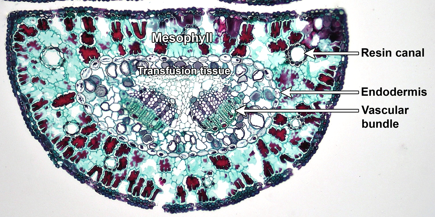 Photo of a pine needle in cross section, labelled with show the mesophyll with resin canals, the endodermis, the transfusion tissue, and a vascular bundle.