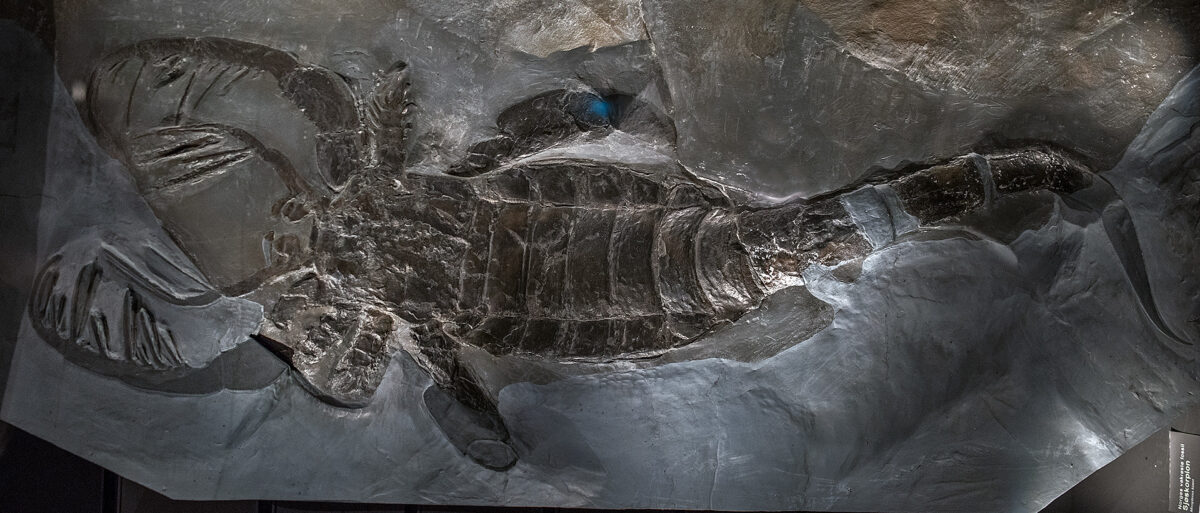 a fossil eurypterid