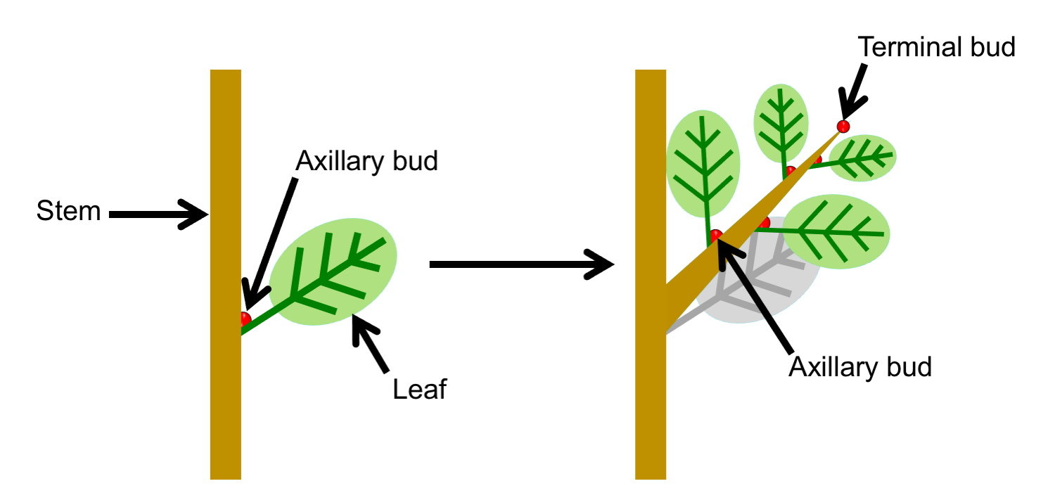 2-part figure showing diagrams illustrating axillary branching. Part 1: Portion of stem with a leaf and an axillary bud. Part 2. Portion of the same stem in which the axillary bud has elongated for form a branch.