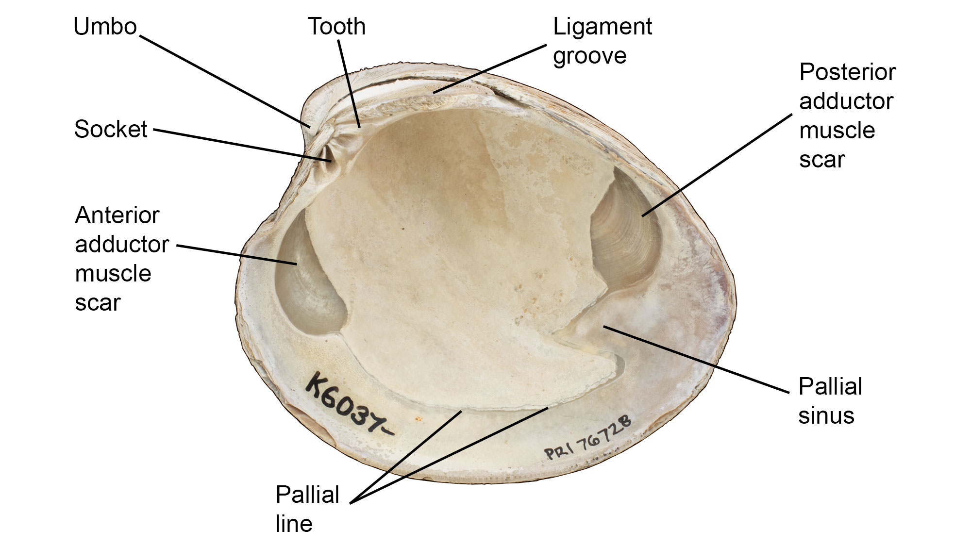Image showing the interior features of a bivalve shell.