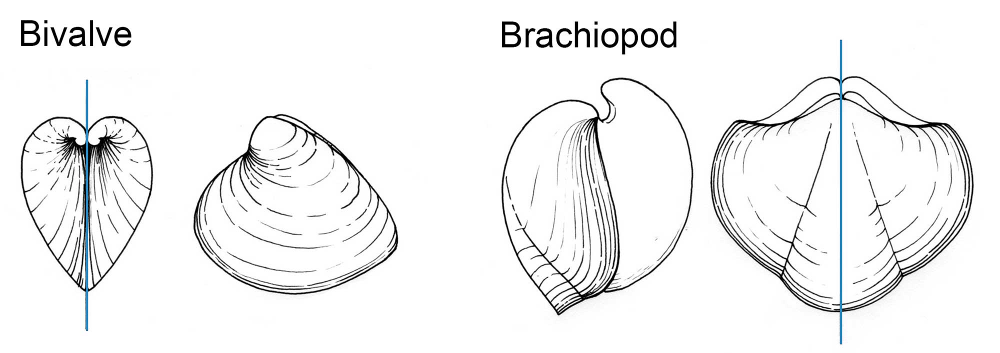 Illustrations that show how the symmetry of a bivalve shell differs from that of a brachiopod shell.