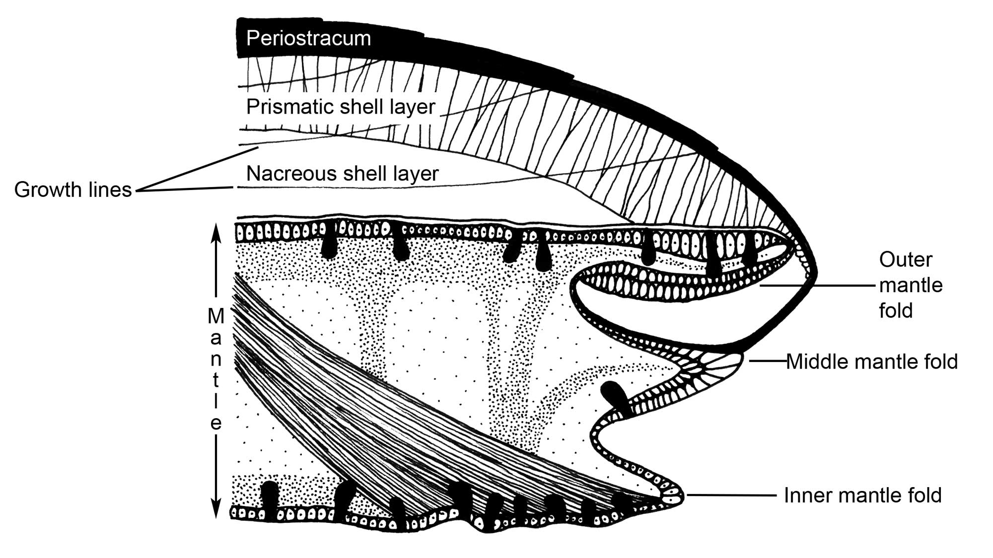 Drawing with labels of a cross-section through the mantle of a typical bivalve.