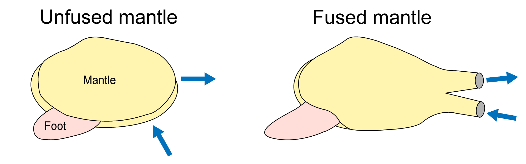 Diagram showing how mantle fusion forms siphons in some bivalves.