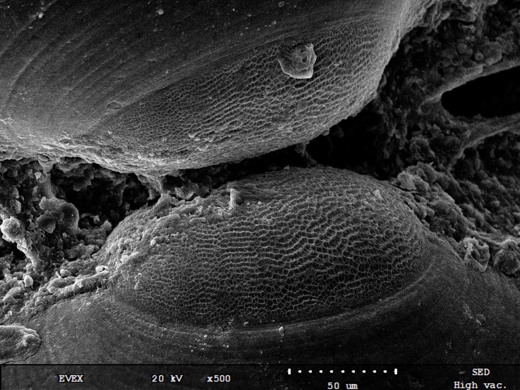Scanning electron microscope image of a bivalve prodissoconch.
