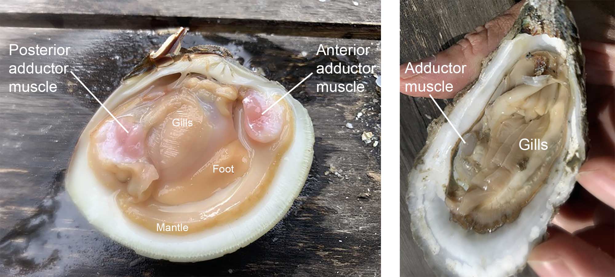 Two photographs of the internal anatomies of a clam and oyster, with different parts labeled.