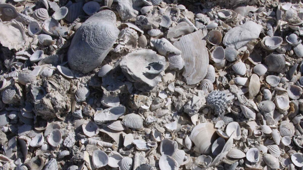 Photograph of fossil bivalve shells.