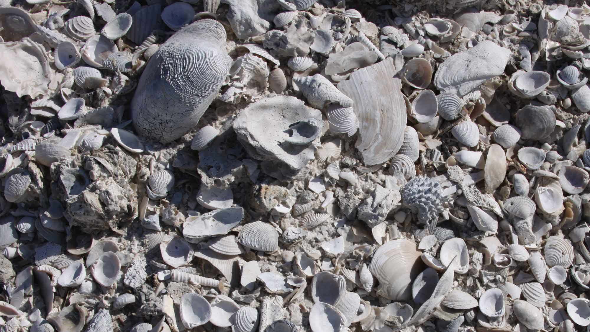 北アメリカ西部の二枚貝 専門書「Bivalve Seashells」