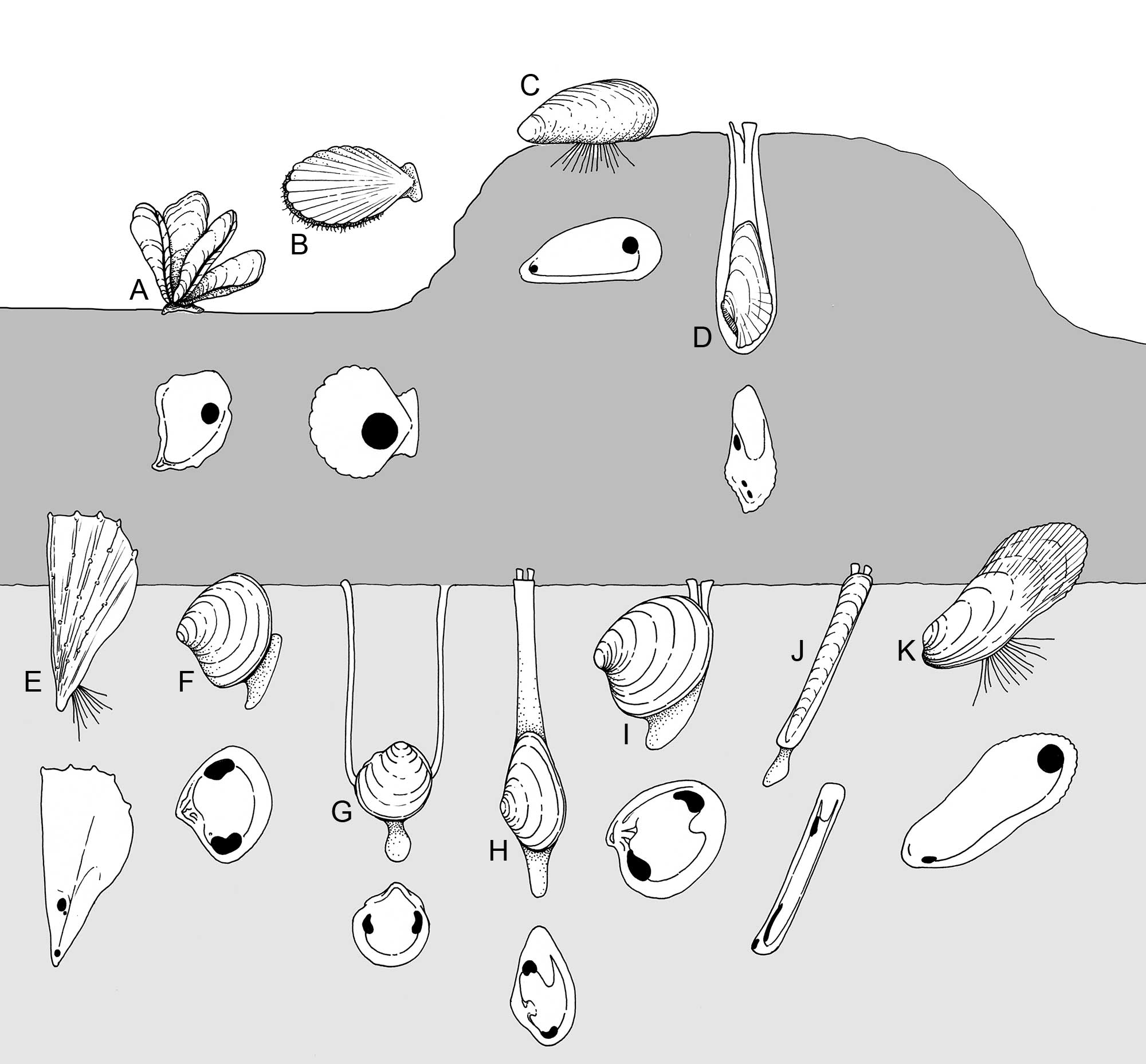 Illustration showing the diverse lifemodes of various benthic bivalves.