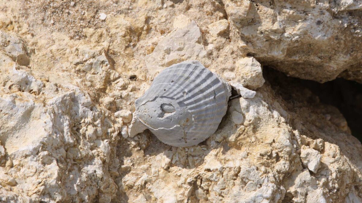 Photograph of a fossil scallop shell from the Eocene Ocala Limestone of Florida.