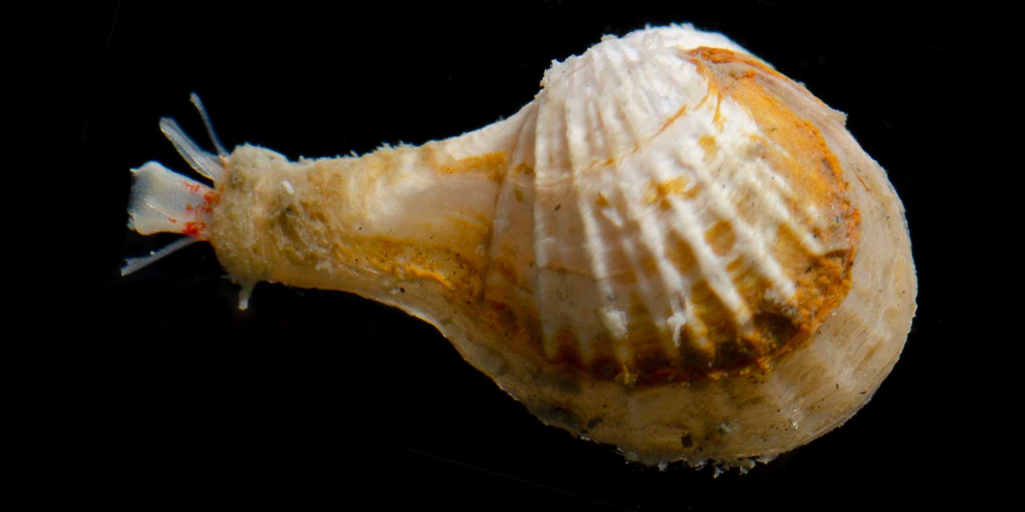 Photograph of Cardiomya pectinata.