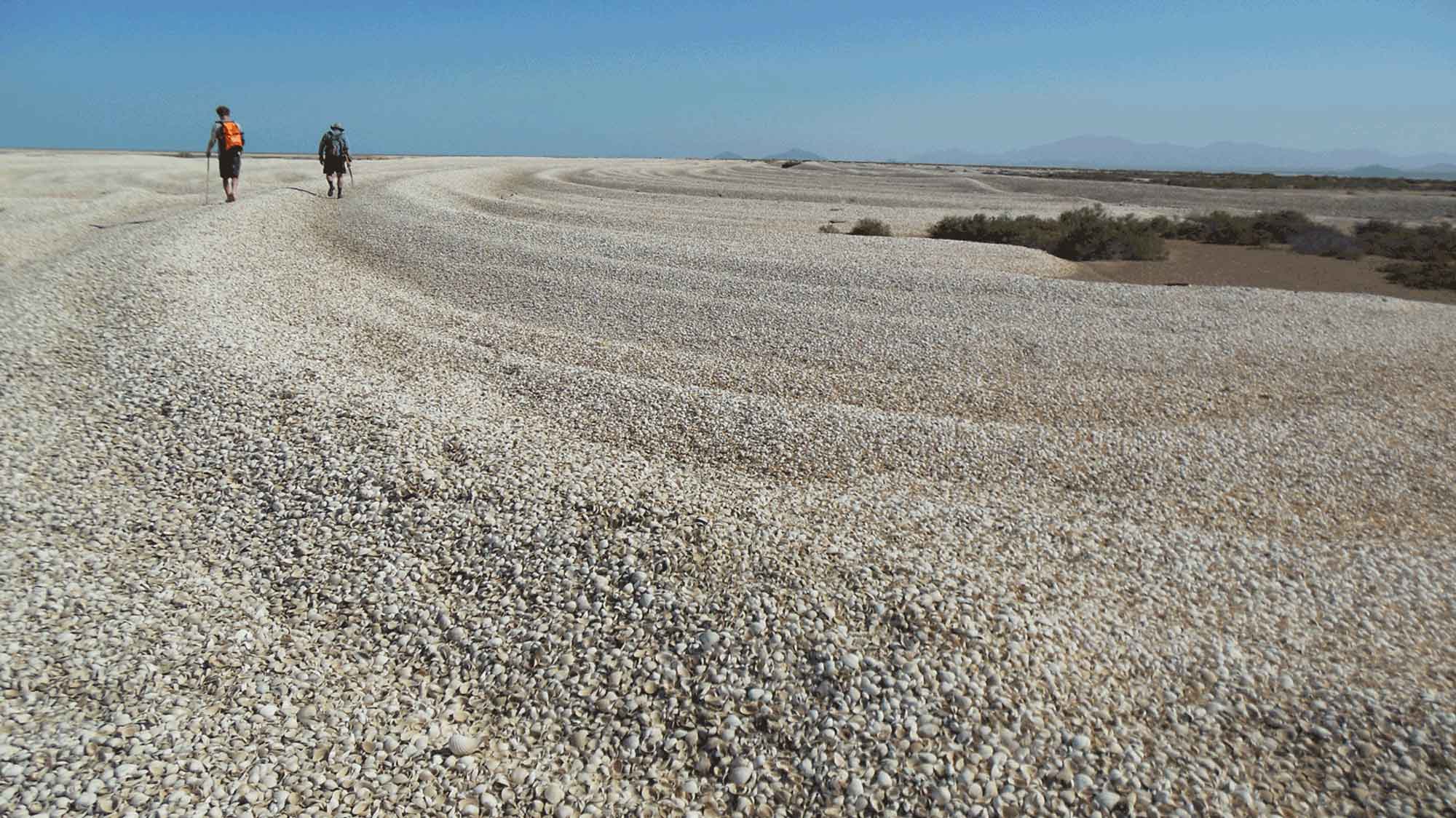 Photograph of two people walking on a landscape covered with clam shells.