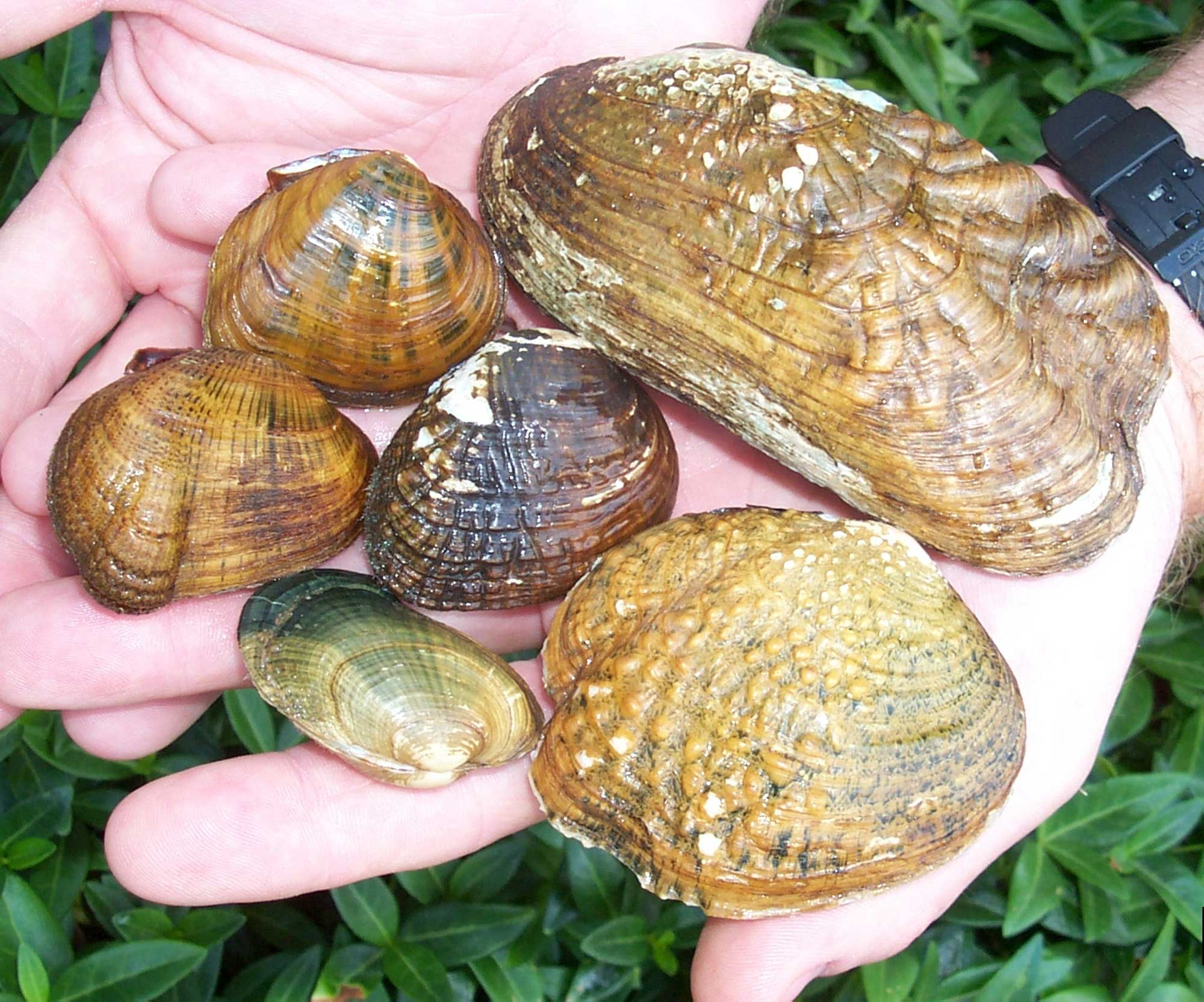 Photograph of modern freshwater mussel shells.